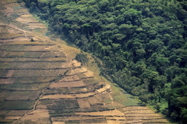 Contrast between forest and farmland, symbolic image of deforestation, loss of rainforest, jungle, Bwindi Impenetrable Forest National Park, Uganda