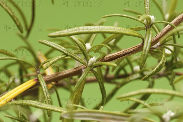 Mealybugs (Pseudococcidae) on rosemary (Rosmarinus officinalis), in studio, North Rhine-Westphalia, Germany