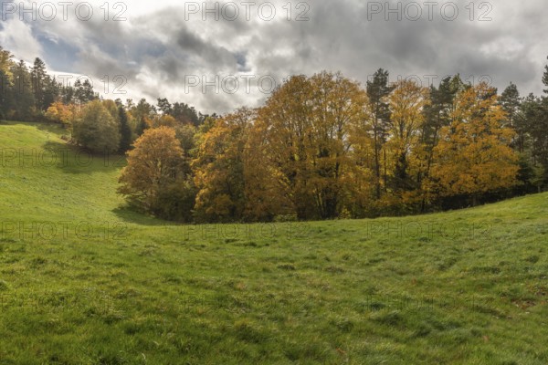 Vast green field features trees with gold and red leaves. The grey sky brings drama to this tranquil autumn mountain scene, with rolling hills in the background. Bas Rhin, Alsace, France