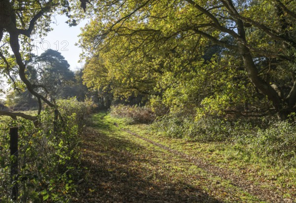 Footpath pathway through woodland trees in autumn, Shottisham, Suffolk Sandlings, Suffolk, England, UK