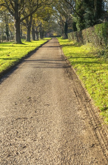 Treelined avenue in autumn Woodhall Drive road, Sutton, Suffolk Sandlings, Suffolk, England, UK
