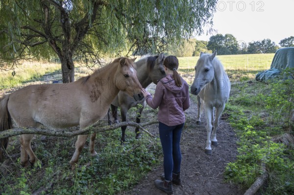 Young girl with her horses in the pasture, Othenstorf, Mecklenburg-Western Pomerania, Germany