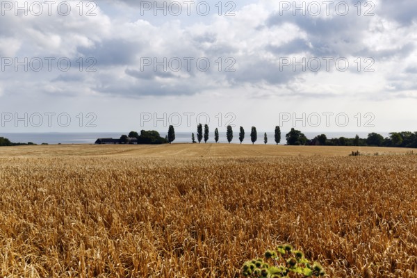 Golden brown, ripe wheat field in summer, dead ripe, Ertholmene, pea islands on the horizon, harvest time, Bornholm, Baltic Sea, Denmark