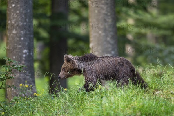 European brown bear (Ursus arctos arctos), in the forest, Notranjska region, Slovenia