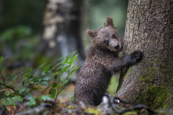 European brown bear (Ursus arctos arctos), young animal climbing on tree, Notranjska region, Slovenia