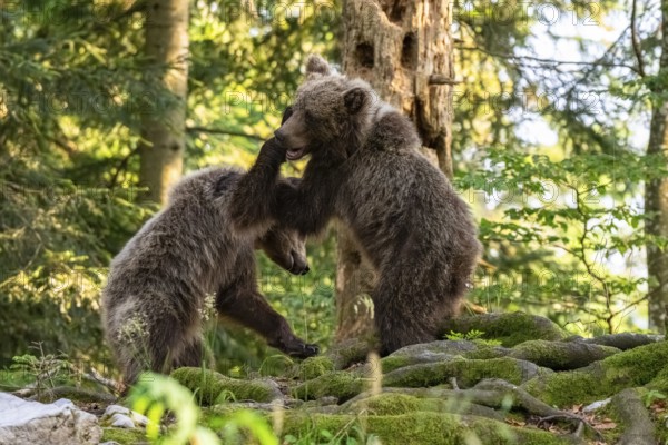 European brown bear (Ursus arctos arctos), two young animals playing in the forest, Dolenjska region, Slovenia