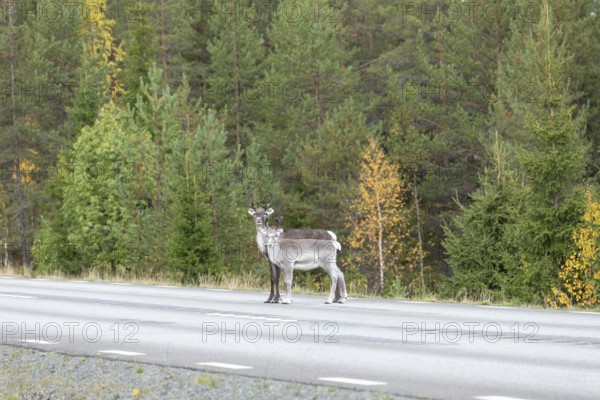 Autumn migration of reindeer on the roads with traffic in northern Sweden