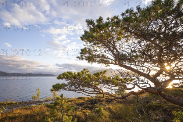 Scots pine with sun stars on the Norwegian fjord. Sunrise at Bodø, Nordland, Norway