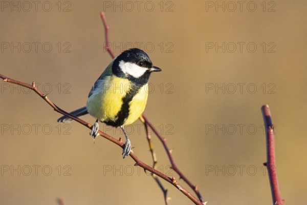 Great tit (Parus major) Germany