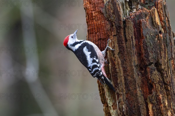 Middle woodpecker (Dendrocopus medius) Germany