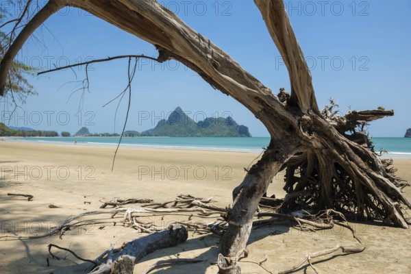 Lonely beach and ironwood trees, Casuarina Equisetifolia, Ao Manao Beach, Prachuap Khiri Khan, Prachuap Khiri Khan Province, Central Thailand, Thailand