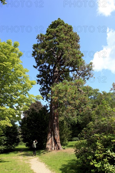 Giant sequoia, Sequoiadendron giganteum, in Putbus Castle Park on the island of Rügen, Vorpommern-Rügen district, Mecklenburg-Western Pomerania, Germany