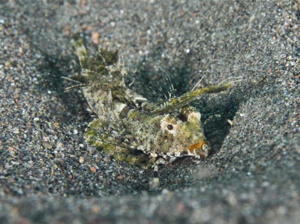 An exotic fish, finger lyrefish, giant lyrefish (Dactylopus dactylopus), lies on a sandy seabed. Puri Jati Dive Site, Umeanyar, Bali, Indonesia