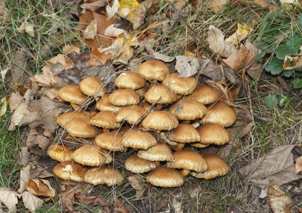Sparry Schüppling (Pholiota squarrosa), group growing between tree trunks, North Rhine-Westphalia, Germany