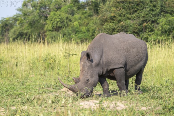 Southern white rhino (Ceratotherium simum simum), Ziwa Rhino Sanctuary, Uganda
