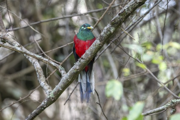 Narinatrogon (Apaloderma narina) sitting in a tree, Ziwa Rhino Sanctuary, Uganda