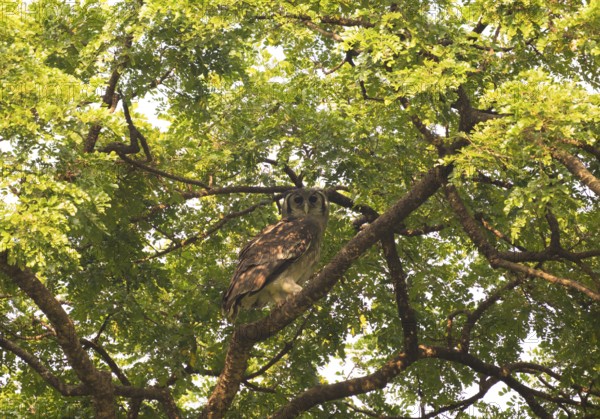 Blassuhu (Bubo lacteus) sitting in acacia tree, Ziwa Rhino Sanctuary, Uganda