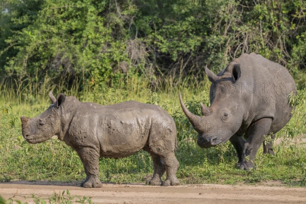 Southern white rhino (Ceratotherium simum simum) with juvenile, Ziwa Rhino Sanctuary, Uganda