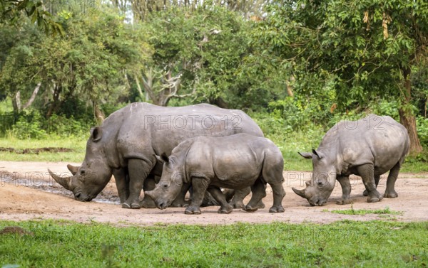 Southern white rhino (Ceratotherium simum simum), several animals at a watering hole, Ziwa Rhino Sanctuary, Uganda