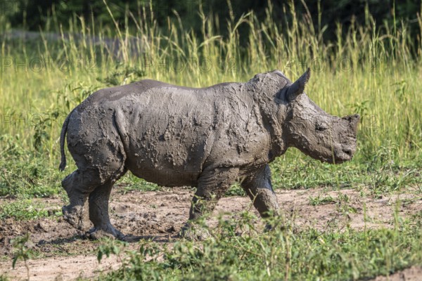 Southern white rhino (Ceratotherium simum simum), juvenile after mud bath, Ziwa Rhino Sanctuary, Uganda