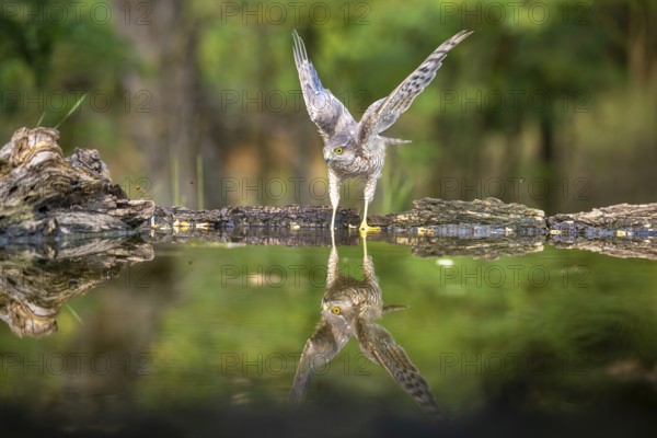 Sparrowhawk (Accipter nisus), near waterhole, with reflection, Kiskunsag, Hungary