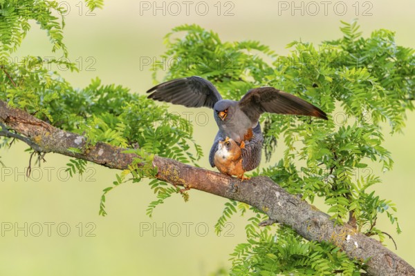 Red-footed falcon (Falco vespertinus) copulation on branch, Kiskunsag National Park, Hungary