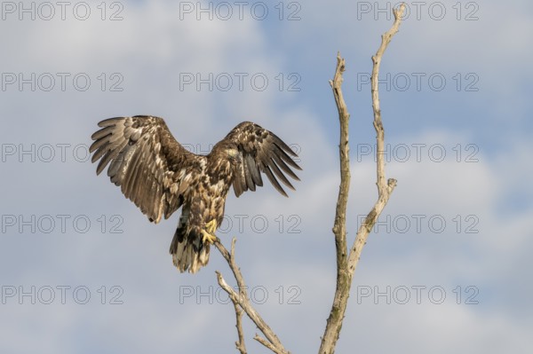 White-tailed eagle (Haliaeetus albicilla), bird, departing from Ast, Danube Delta, Romania