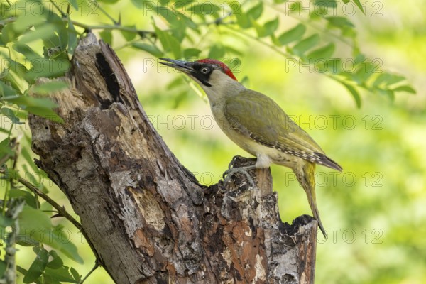 Greeting woodpecker (Picus viridis), female, sideways, on tree trunk, Kiskunsag National Park, Hungary