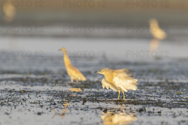 Egret (Ardeola ralloides), bird, in morning light, Danube Delta, Romania