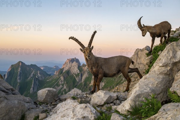 Two ibexes (Capra ibex) in front of mountain panorama, male, Alpstein, Appenzell, Switzerland