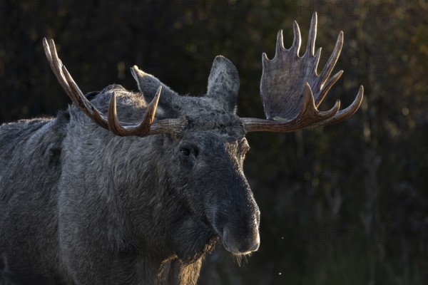 Portrait of bull moose (Alces alces), moose shovel, Denmark