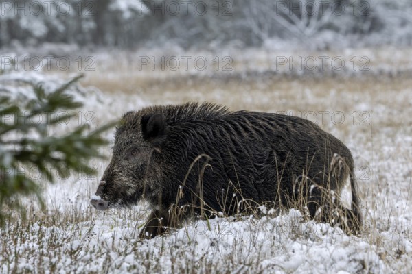 Wild boar boar (Sus scrofa) during mating season, looking for streams in winter landscape, intoxication season, winter landscape, Denmark