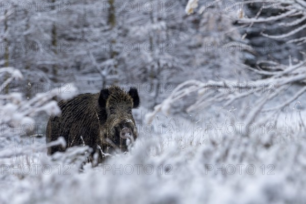 Wild boar boar (Sus scrofa) during mating season, looking for streams in winter landscape, intoxication season, winter forest, winter landscape, Denmark