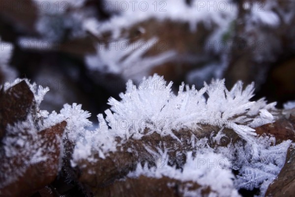 Hoarfrost in nature, winter, Germany