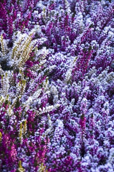 Hoarfrost in nature, winter, Germany