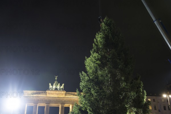 THW volunteers set up the Christmas tree delivered from Thuringia in front of the Brandenburg Gate, Berlin, 24.11.2025