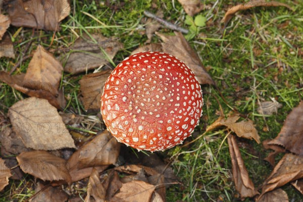 Red toadstool (Amanita muscaria), from above, fruiting body, North Rhine-Westphalia, Germany