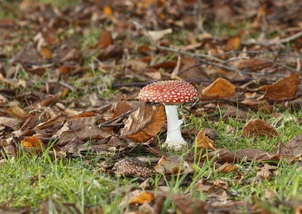 Red toadstool (Amanita muscaria), fruiting body, in autumn leaves, North Rhine-Westphalia, Germany