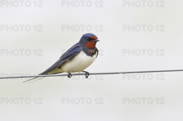 Barn swallow (Hirundo rustica) sitting on a pasture fence, wildlife, animals, birds, swallows, migratory bird, ox bog, Dümmer See nature park Park, Hüde, Lower Saxony, Germany