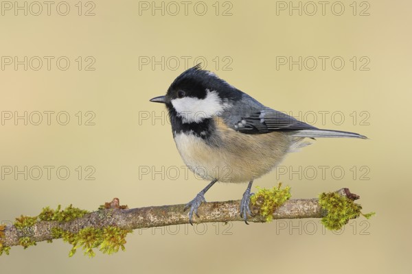 Pine tit (Periparus ater) sitting on moss-covered branch, wildlife, animals, birds, tit, Siegerland, North Rhine-Westphalia, Germany