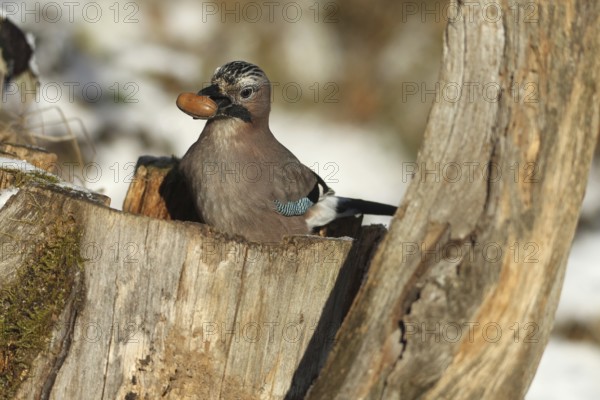 Eurasian Jay (Garrulus glandarius) with acorn (Quercus) in its beak, feeding in the forest during winter, Allgäu, Bavaria, Germany, Allgäu, Bavaria, Germany