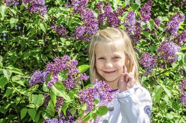 Little blonde 7-year-old girl stands surrounded by blooming lilacs and smiles at the camera in Ystad, Skåne County, Sweden, Scandinavia