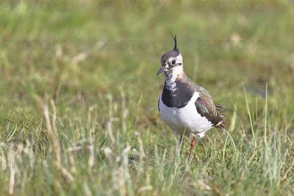 Lapwing (Vanellus vanellus), gorgeous dress, looking for food in a swampy meadow, wildlife, lembruch, ox moor, Dümmer nature park Park, Lower Saxony, Germany