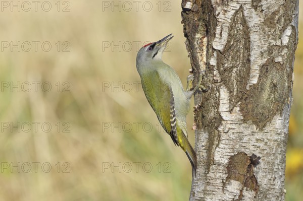 Grey woodpecker (Picus canus), male sitting on the trunk of a grey birch tree (Betula populifolia), wildlife, woodpeckers, birds, nature photography, Wilnsdorf, North Rhine-Westphalia, Germany