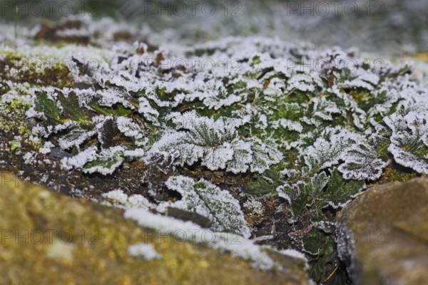 Gänsefinerkraut (Potentilla anserina), North Rhine-Westphalia, Germany