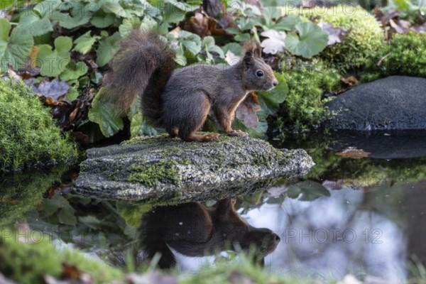 Squirrel (Sciurus vulgaris), Emsland, Lower Saxony, Germany