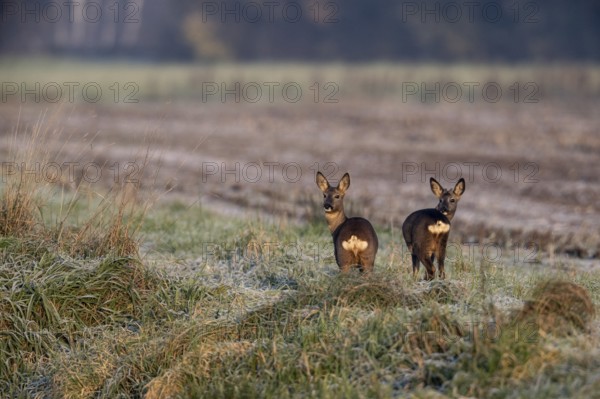 Deer (Capreolus capreolus), Emsland, Lower Saxony, Germany