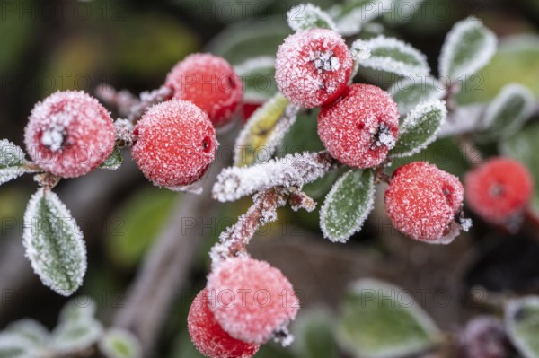 Cotoneaster (Cvotoneaster dammeri), fruits, Emsland, Lower Saxony, Germany