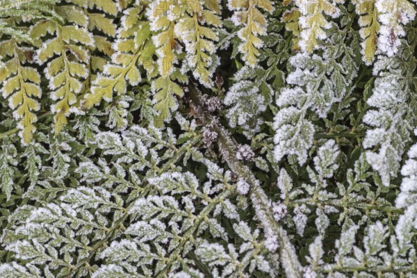 Fern (Polystichum setiferum) with hoarfrost, Emsland, Lower Saxony, Germany