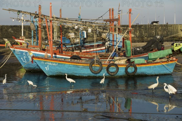 Colorful fishing boats and herons in harbor, sunset, Hua Hin, Prachuap Khiri Khan, Central Thailand, Thailand